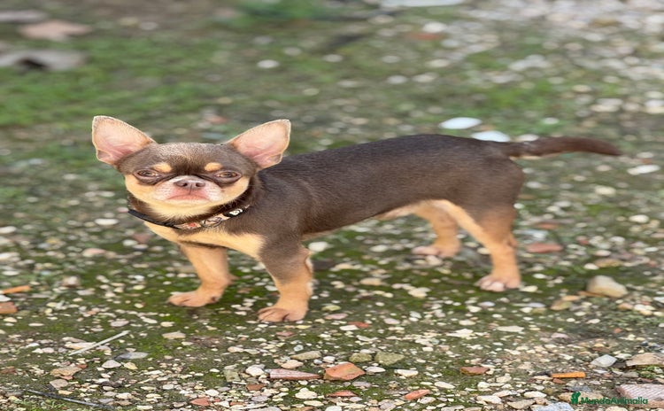 Chihuahua perros - Anuncio 1