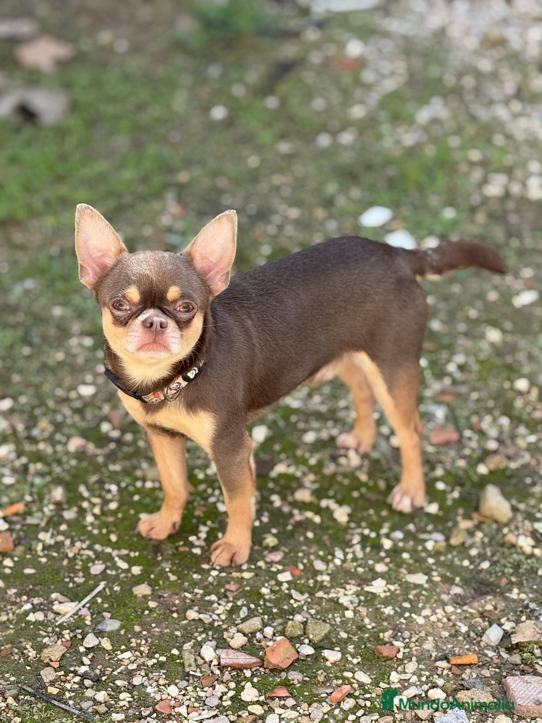 Chihuahua perros para monta: Chihuahua línea rusa para monta - Imagen 1