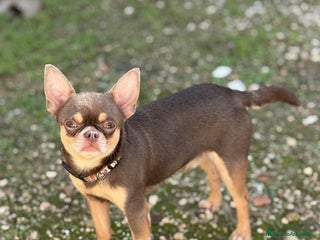 Chihuahua perros - Anuncio 21