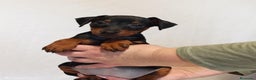 Pinscher Miniatura perros en venta: Pinscher miniatura (DISPONIBLES)  en Ciudad Real - Anuncio 4