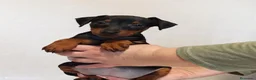 Pinscher Miniatura perros en venta: Pinscher miniatura (DISPONIBLES)  en Ciudad Real - Anuncio 4