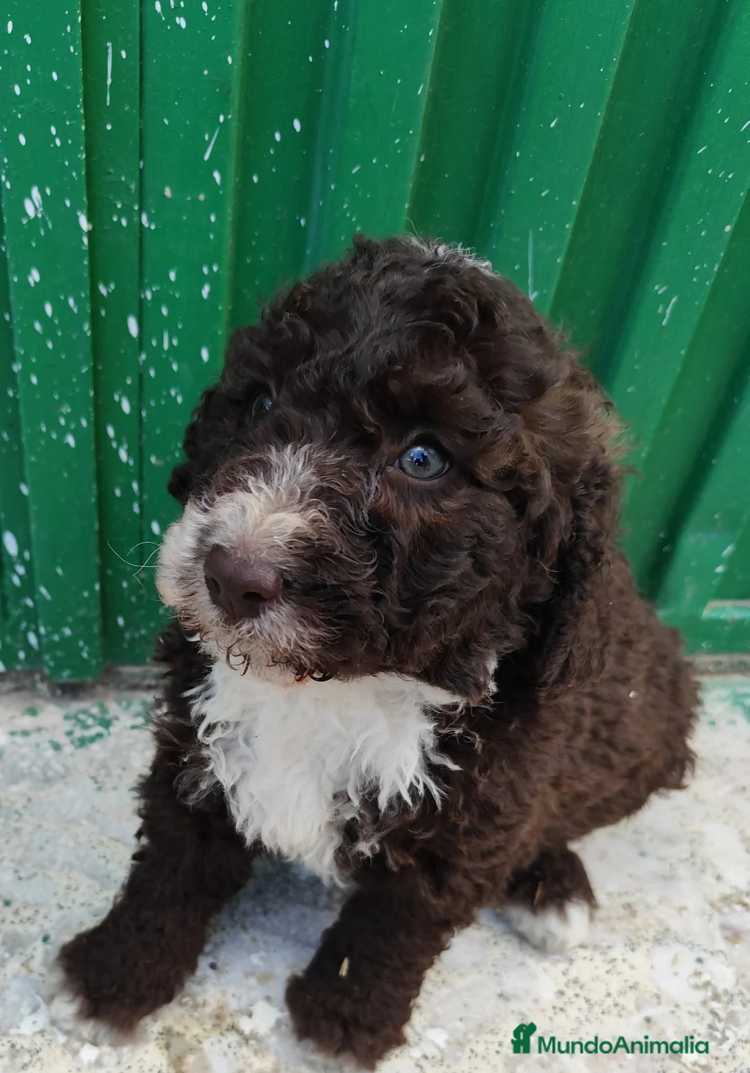 Perro de Agua Español perros en venta: Perros de agua de calidad  - Anuncio 1