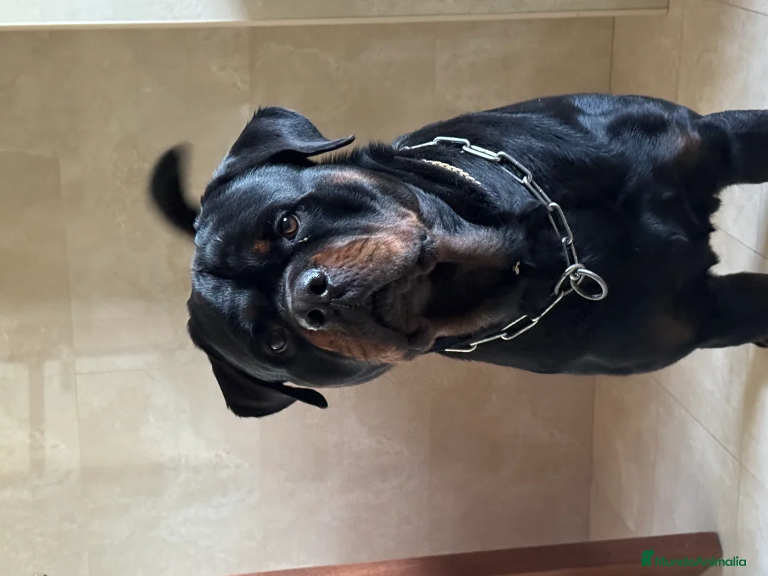 Rottweiler perros para monta: ROTTWEILER - Anuncio 5