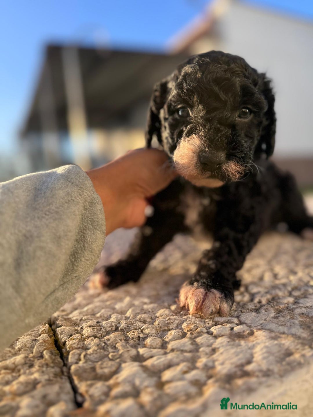 Perro de Agua Español perros en venta: PERRO DE AGUA HEMBRA RABONA - Anuncio 13