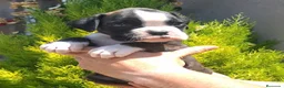 Boxer perros en venta: BOXER - Anuncio 2