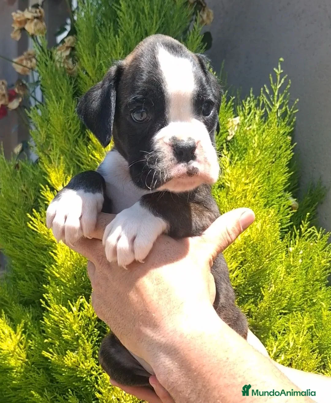 Boxer perros en venta: BOXER - Anuncio 2