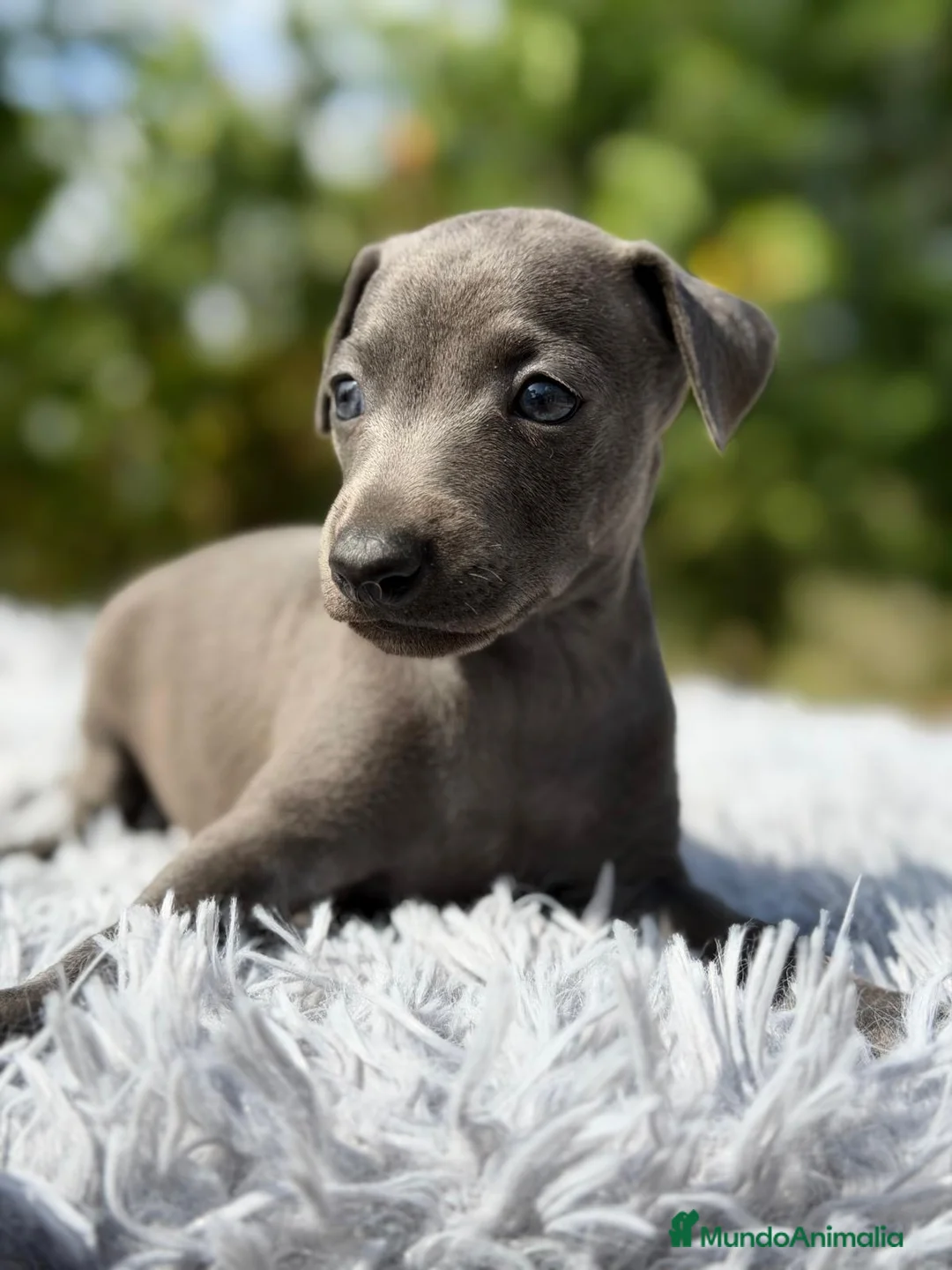 Pequeño Lebrel Italiano perros en venta: PEQUEÑO LEBREL ITALIANO PICCOLO - Anuncio 2