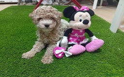 Maltipoo perros en venta: PRECIOSO MALTIPOO 90% CANICHE - Imagen 2
