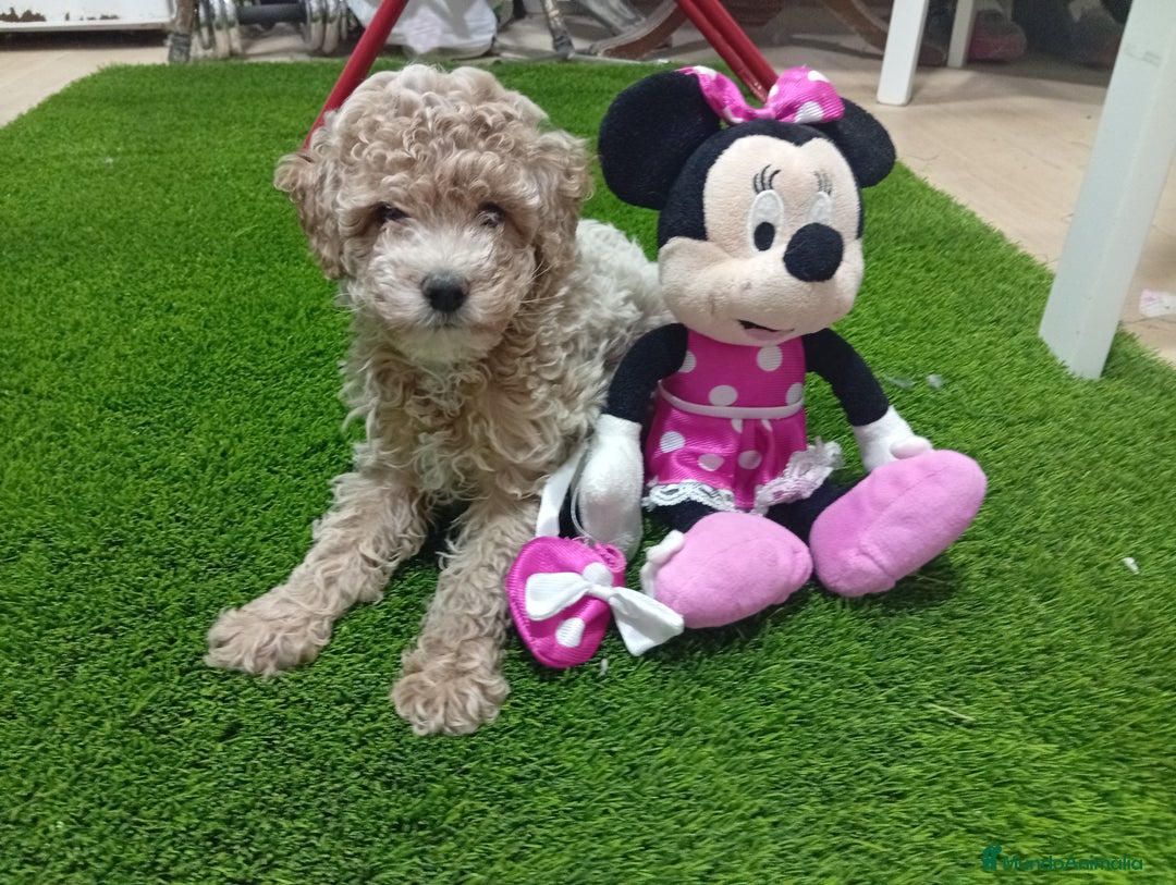 Maltipoo perros en venta: PRECIOSO MALTIPOO 90% CANICHE - Imagen 2