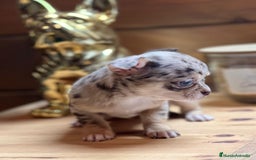 Chihuahua perros en venta: Chihuahua merle hembra toy  en Barcelona - Imagen 2