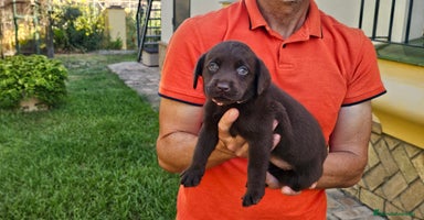 Labrador Retriever perros - Propaganda 7