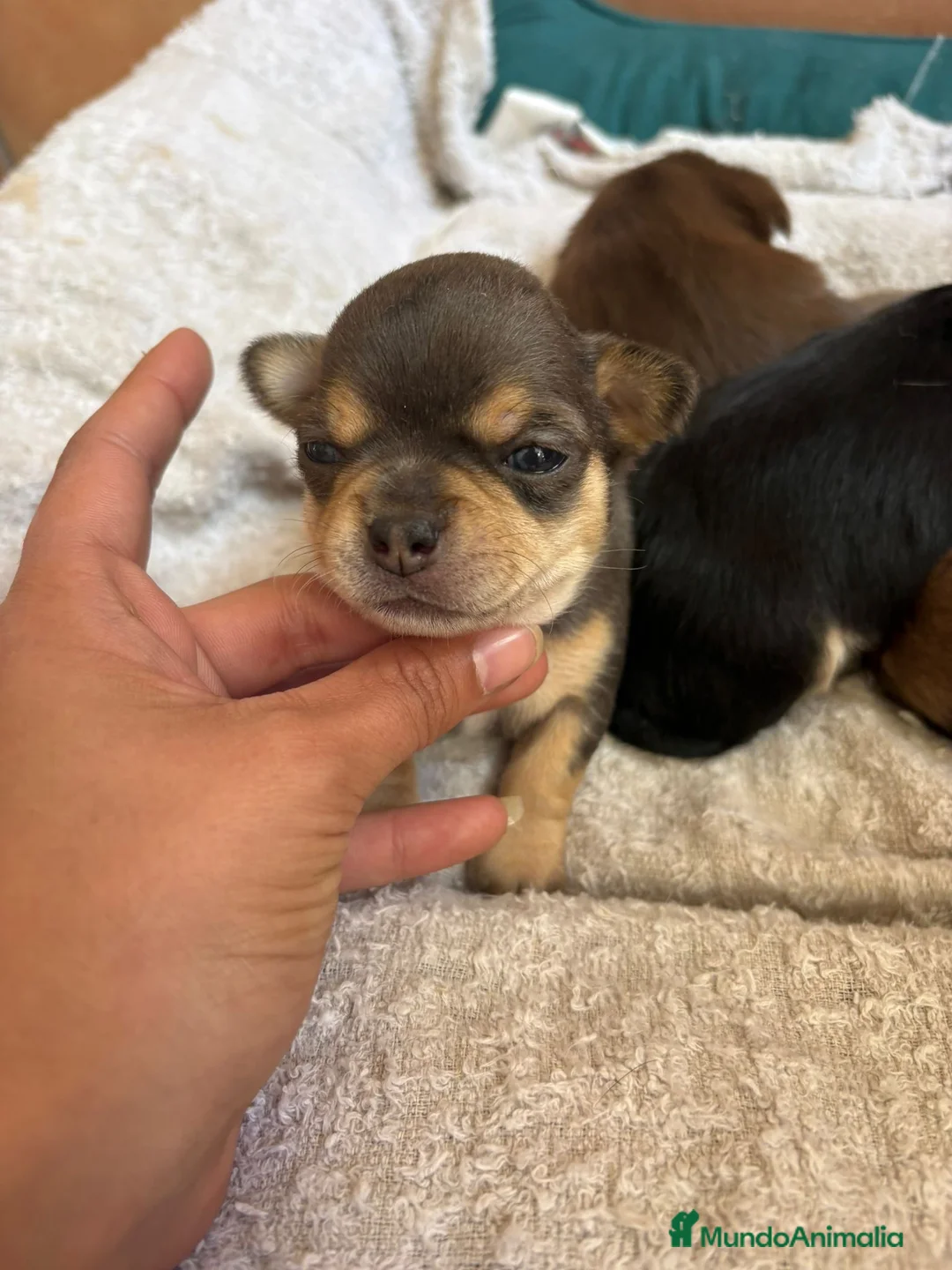 Chihuahua perros en venta: Chihuahua macho Blue merle disponible 🐾 en Murcia - Anuncio 1