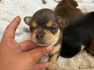 Chihuahua perros Chihuahua macho Blue merle disponible 🐾 - Anuncio 1