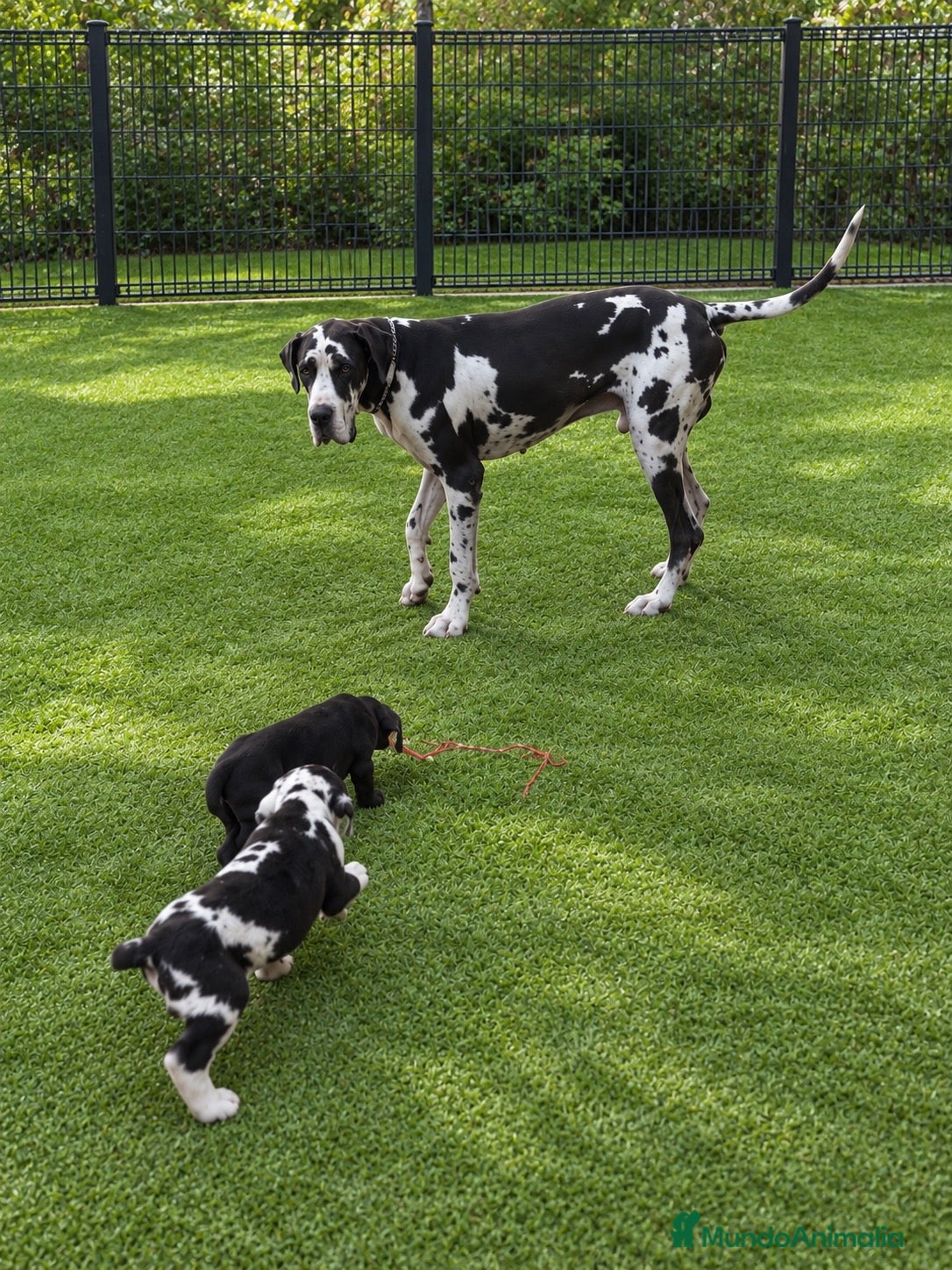 Raza Mixta perros Cruce Gran danes x Sanbernardo - Anuncio 3