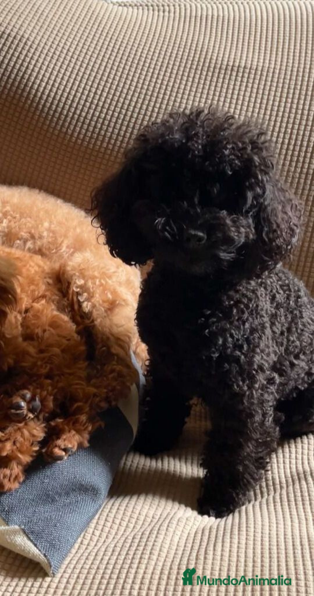 Caniche Toy perros en venta: Caniche toy rojo intenso - Anuncio 2