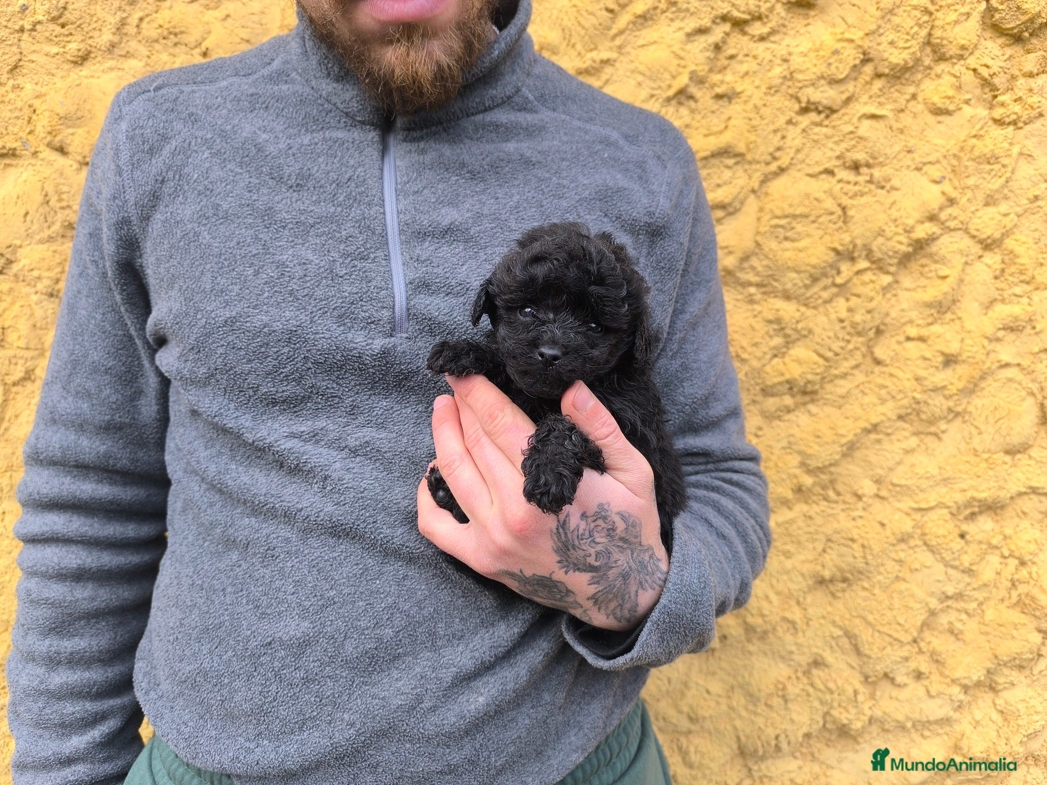 Caniche Toy perros Caniche toy hembra - Anuncio 1