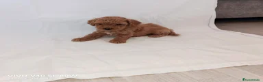 Caniche Toy 1
