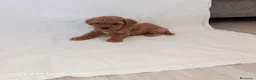 Caniche Toy perros en venta: caniche toy - Anuncio 2