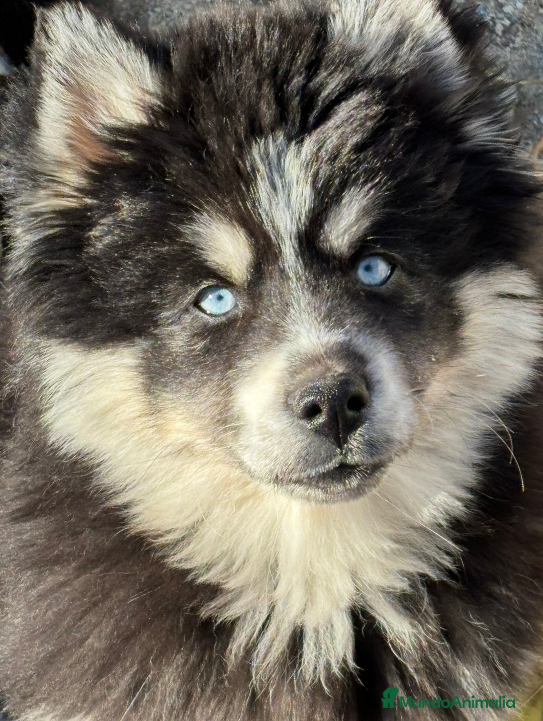 Pomsky perros en venta: Mini husky puro pomsky - Anuncio 2