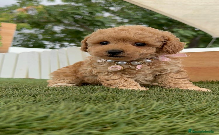 Caniche Toy perros - Anuncio 6