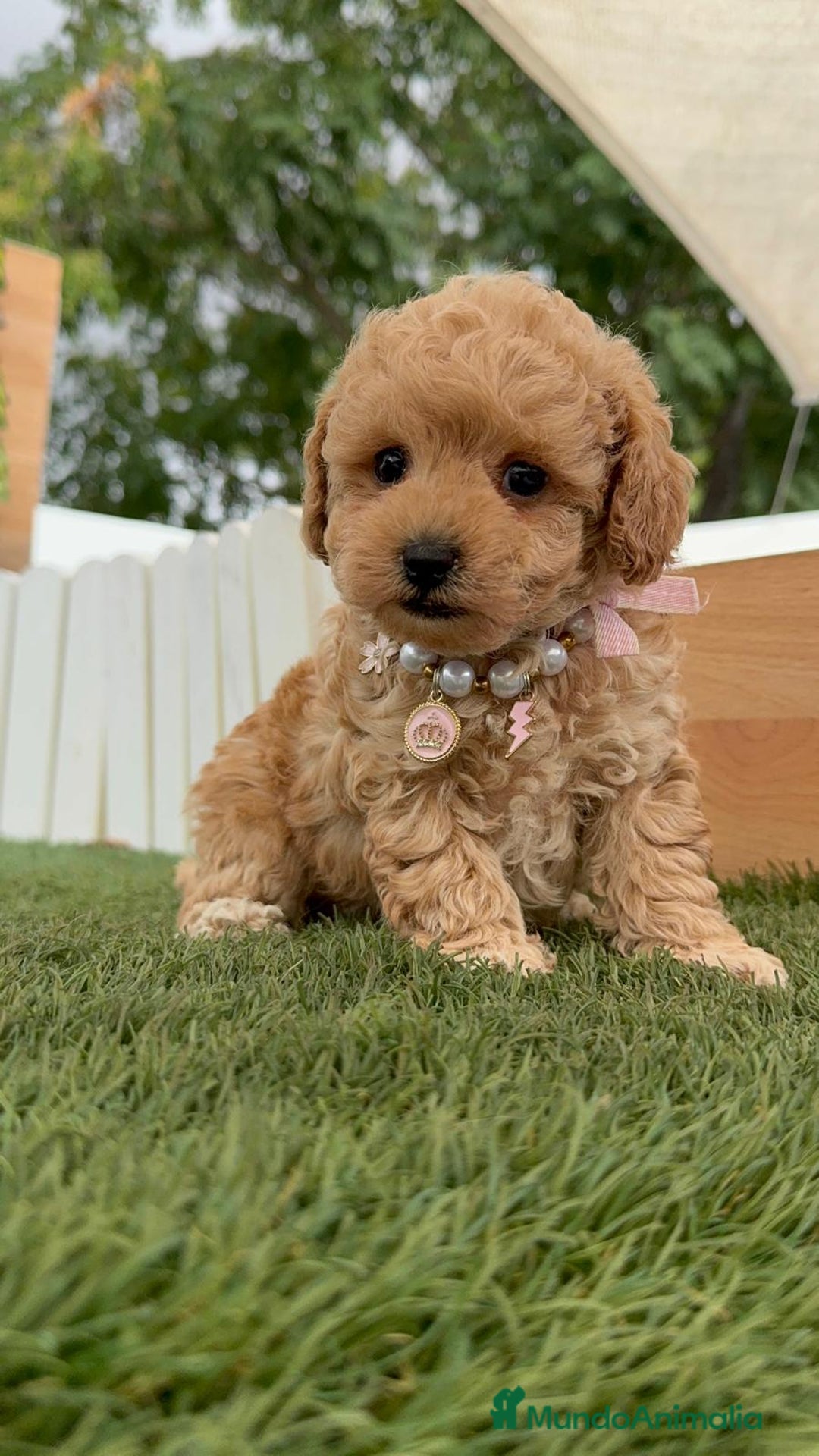 Caniche Toy perros en venta: CANICHE TOY HEMBRA - Imagen 1