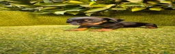 Teckel Miniatura perros en venta: camada teckel miniatura  pelo basto corto    - Anuncio 26