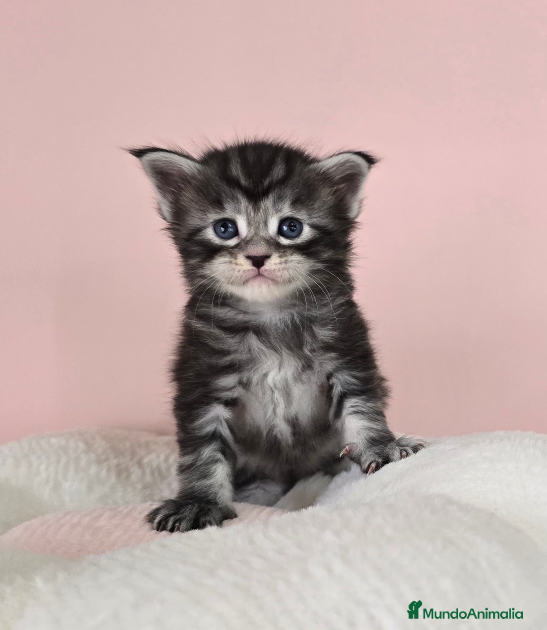 Maine Coon gatos Gatitos maine coon - Anuncio 2