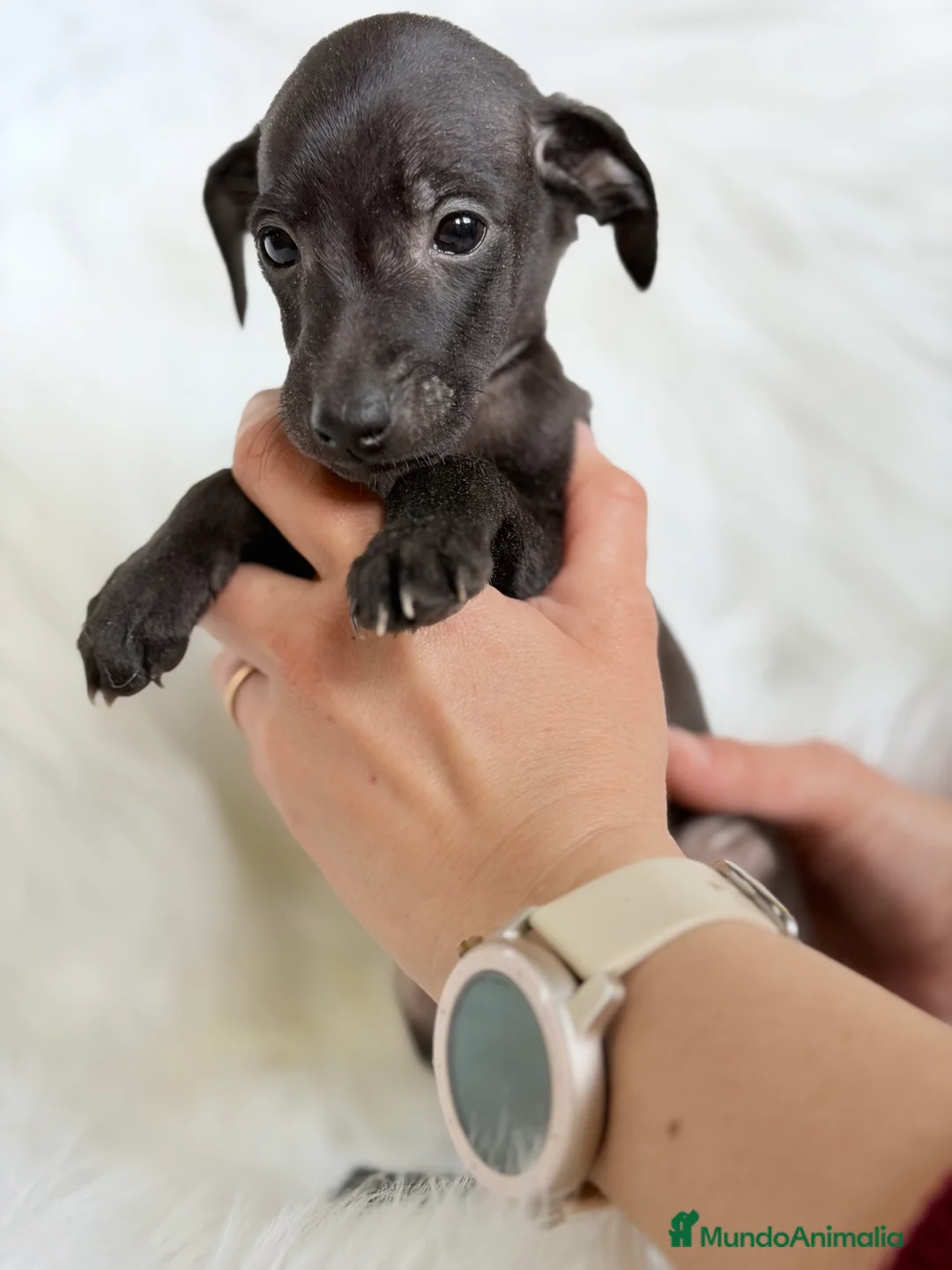 Pequeño Lebrel Italiano perros en venta: Lebrel Italiano Piccolo  - Anuncio 5