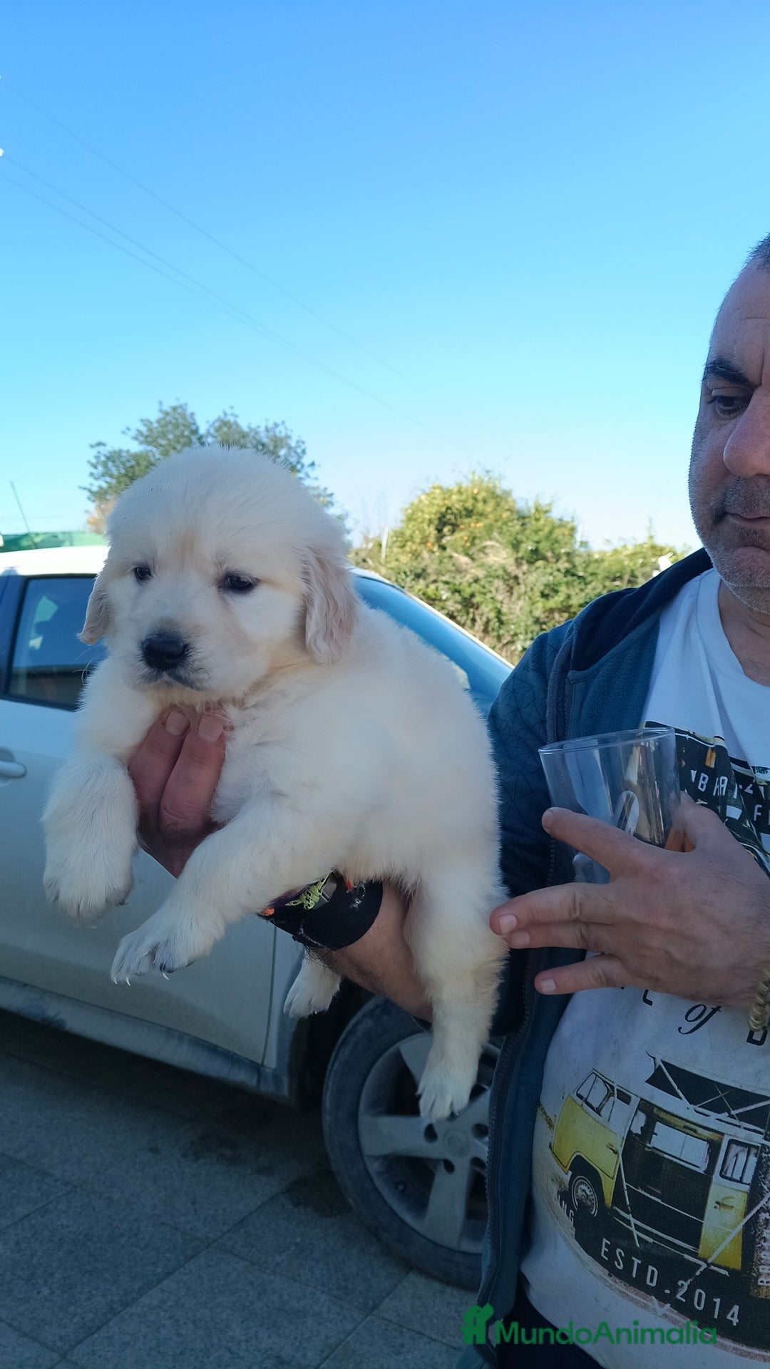 Golden Retriever perros en venta: Hembra de golden retriever  - Anuncio 6