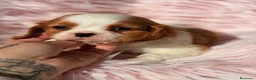 Cavalier King Charles Spaniel perros en venta: Cavalier Preciosa cachorra  - Anuncio 1