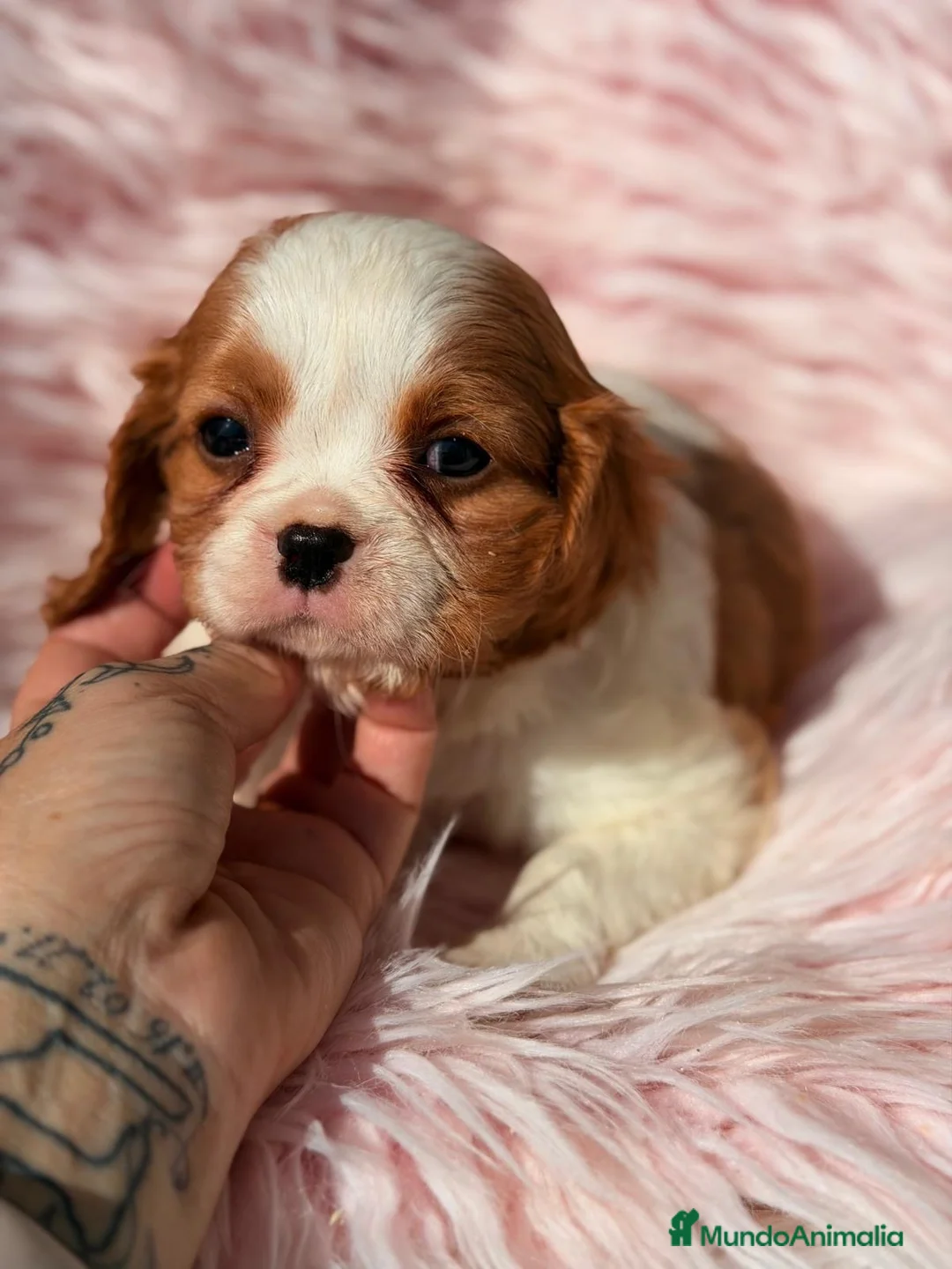 Cavalier King Charles Spaniel perros en venta: Cavalier Preciosa cachorra  - Anuncio 1