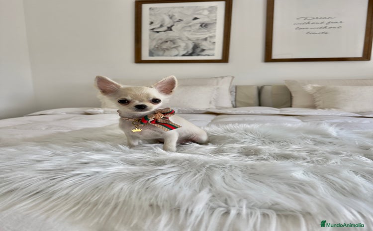 Chihuahua perros - Anuncio 3