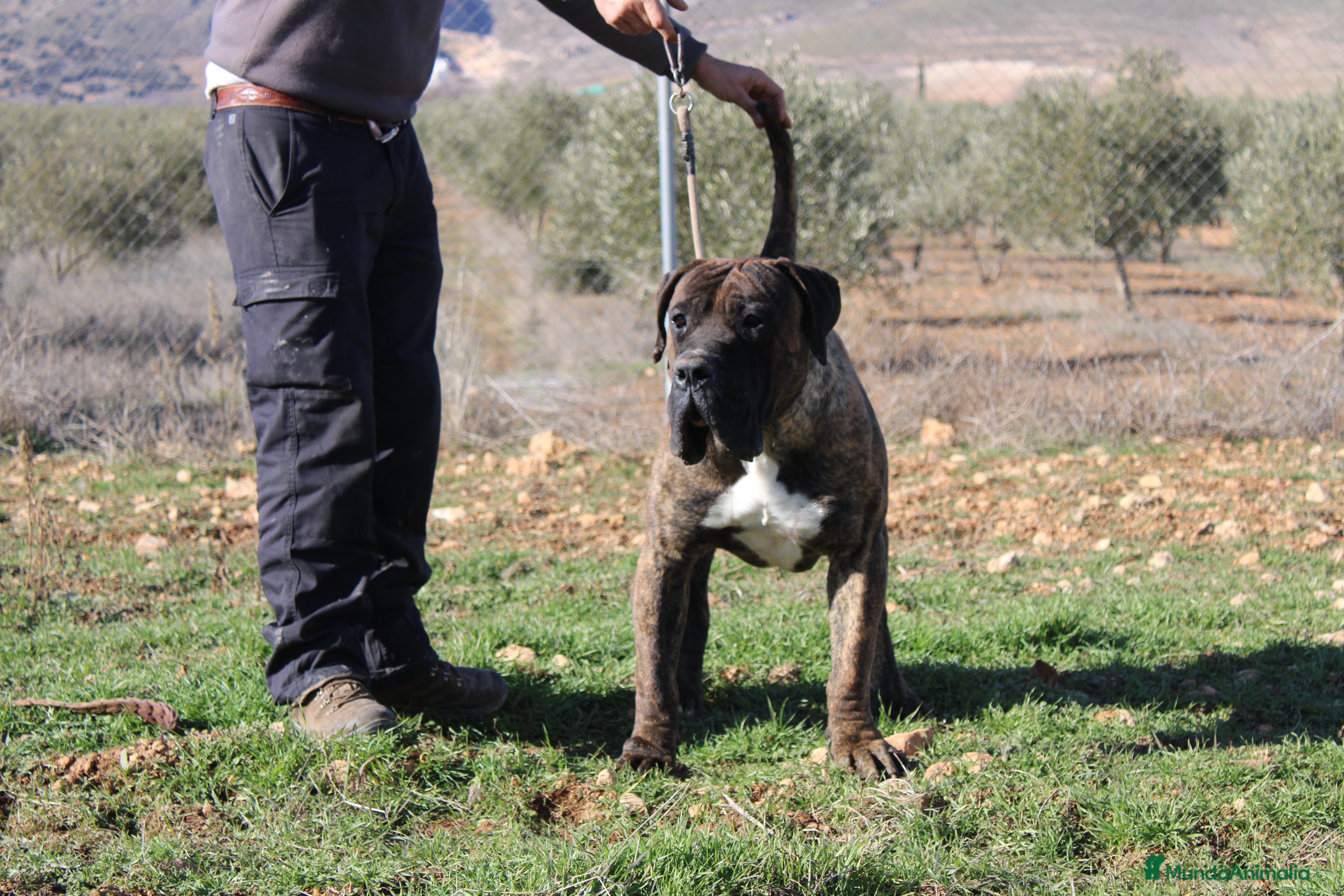 Presa Canario perros Presa canario  - Anuncio 1