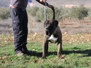 Presa Canario perros Presa canario - Anuncio 1