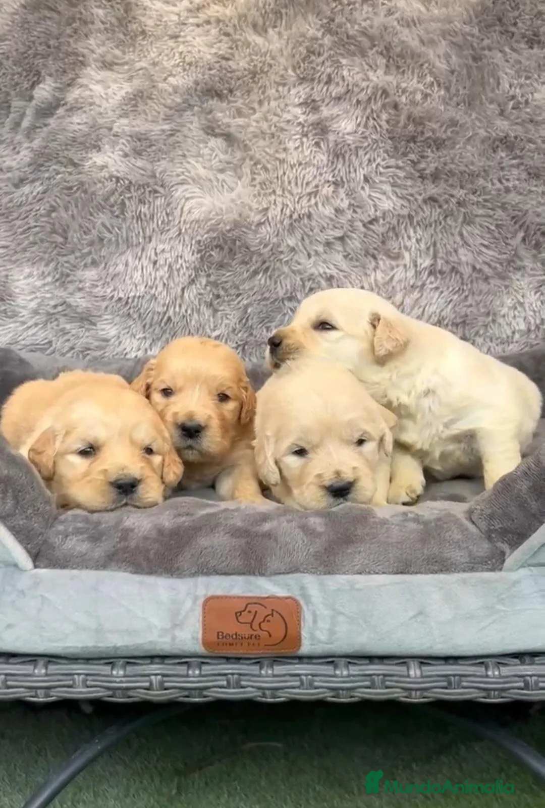 Golden Retriever perros en venta: Cachorros Golden retriever - Anuncio 2