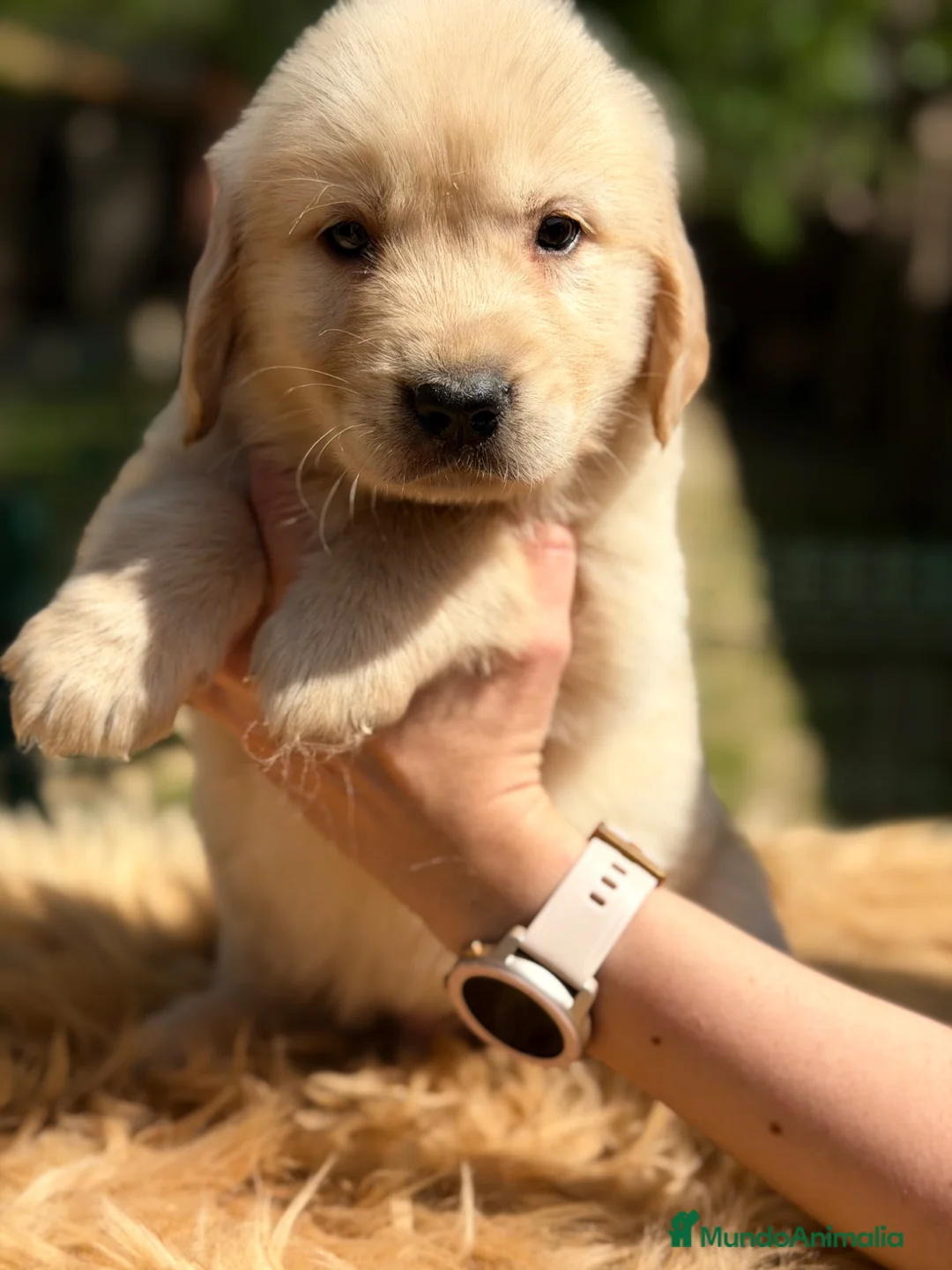 Golden Retriever perros en venta: Golden macho  - Anuncio 5