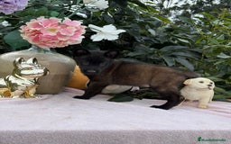 Pastor Belga Malinois perros en venta: Excelentes cachorros de pastor belga malinois - Anuncio 5