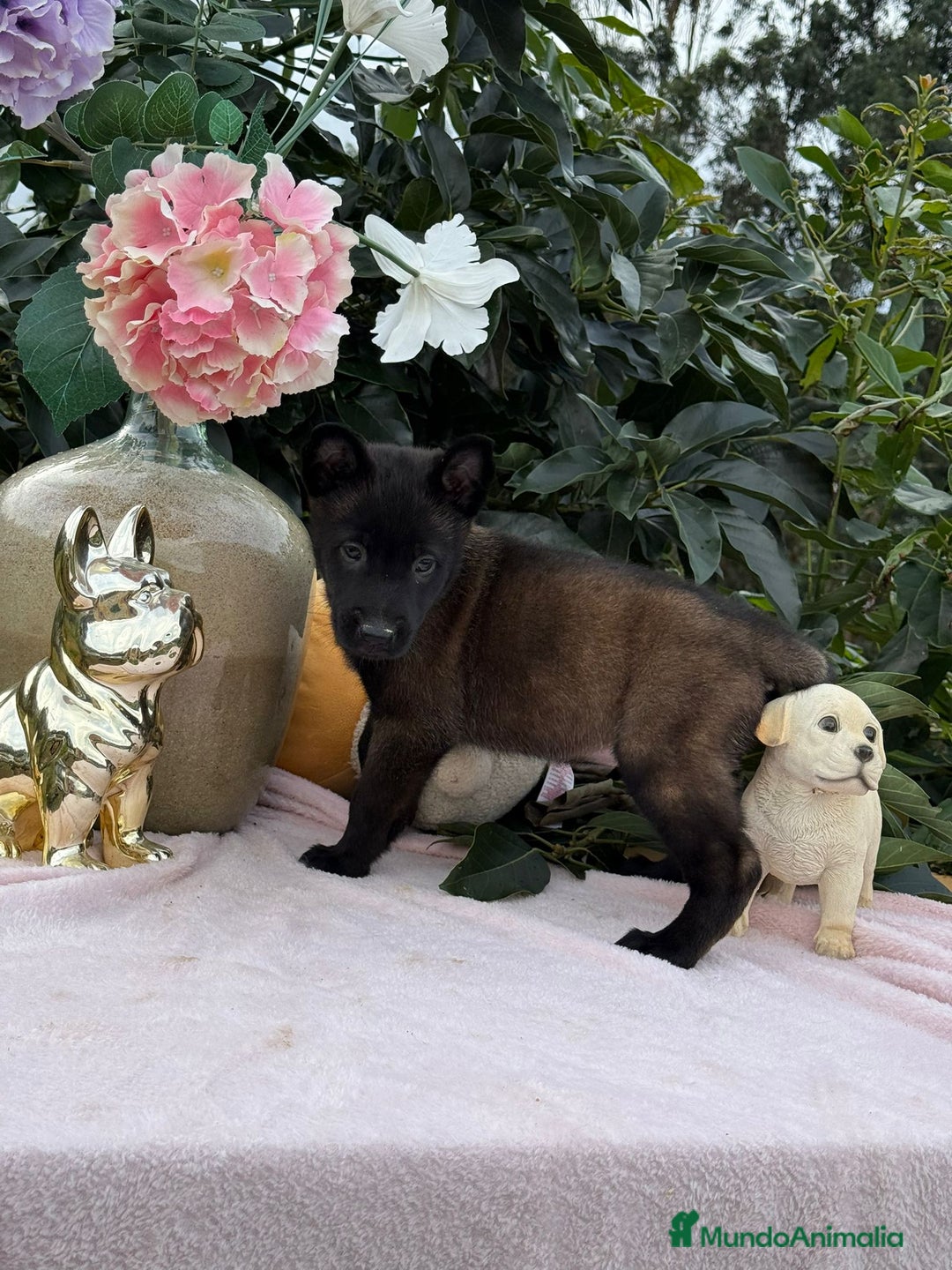 Pastor Belga Malinois perros en venta: Excelentes cachorros de pastor belga malinois - Anuncio 5