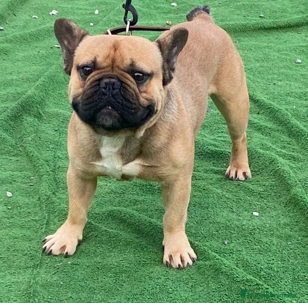 Bulldog Francés perros en venta: Último machito de bulldog francés  - Anuncio 2
