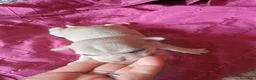 Chihuahua perros en venta: Chihuahua hembra canela 🩷🐾 - Anuncio 3