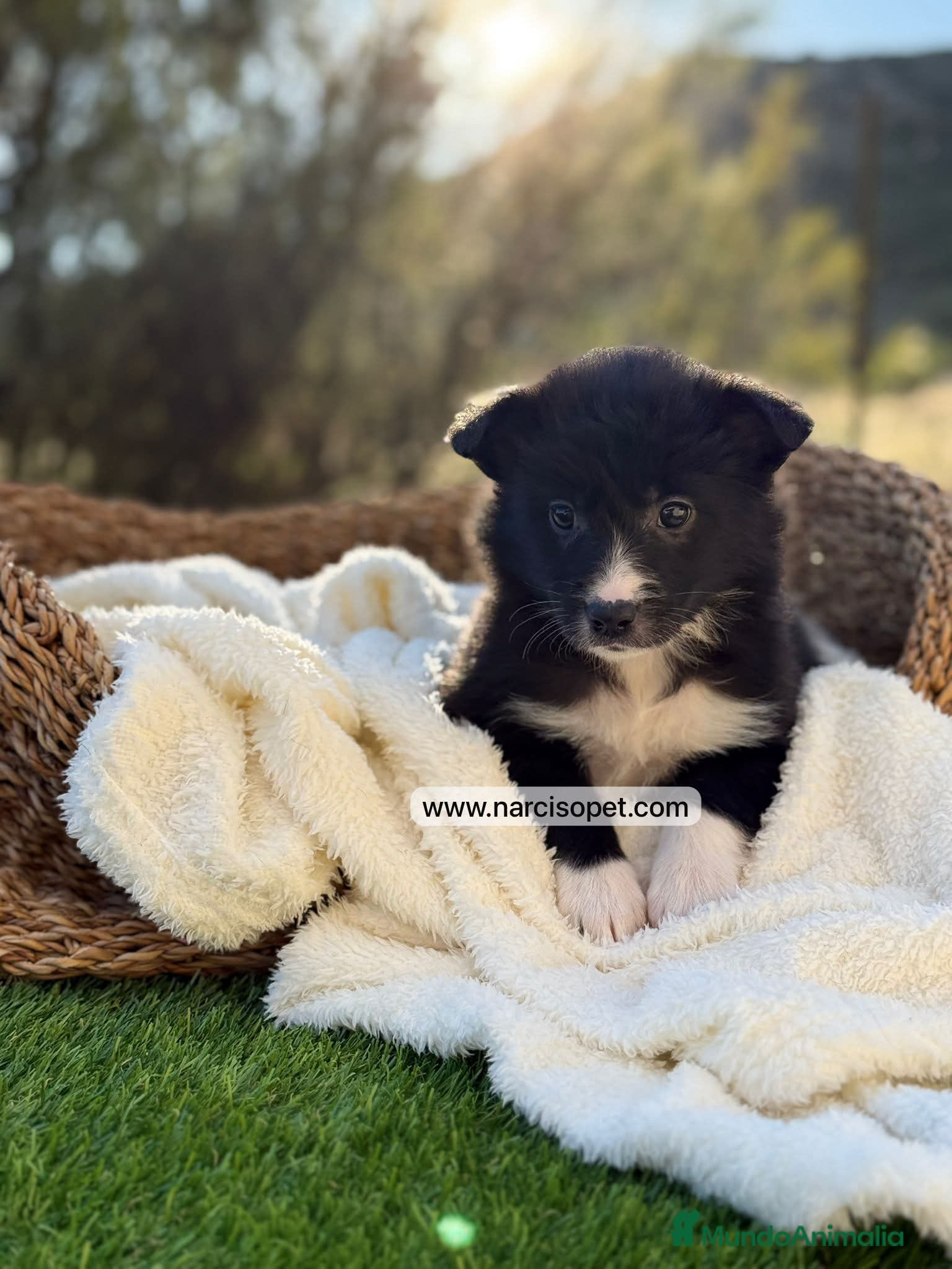 Border Collie perros en venta: BORDER COLLIE HEMBRA - Anuncio 1