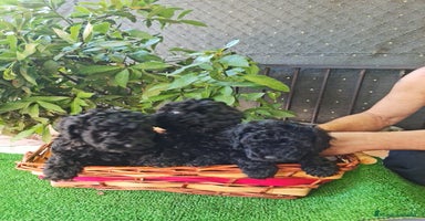 Caniche Toy perros - Propaganda 8