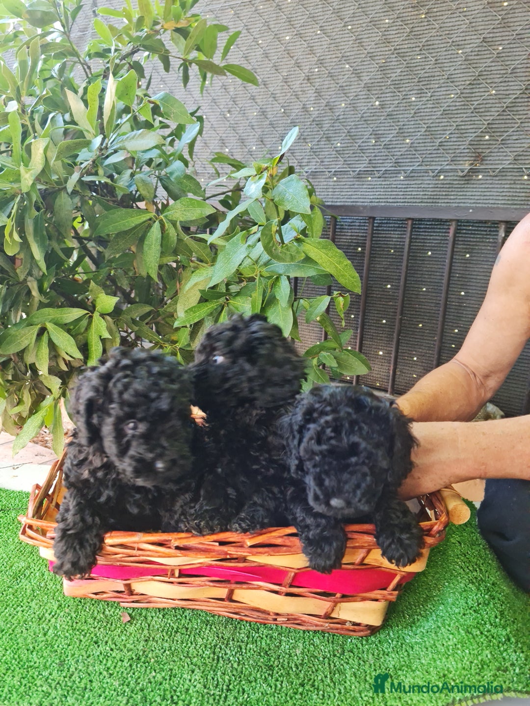 Caniche Toy perros en venta: Caniche - Imagen 2