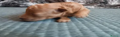 Caniche Toy Cachorro 2