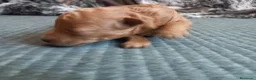 Caniche Toy perros en venta: Caniche toy rojo cachorro poodle. - Anuncio 7