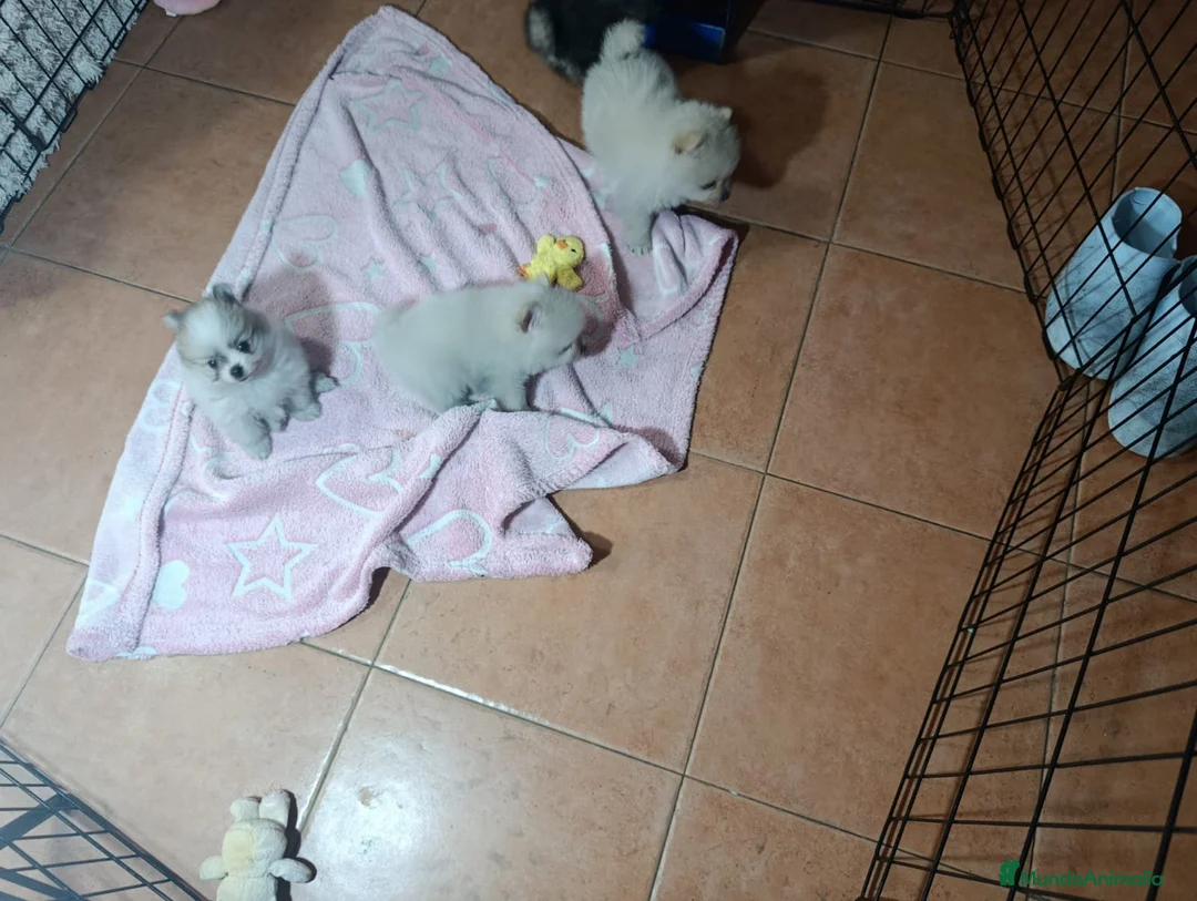 Pomerania perros en venta: Pomerania ositos toy  - Anuncio 10
