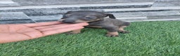 Pinscher Miniatura perros en venta: Pincher blue - Anuncio 1