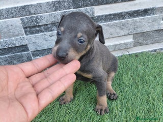 Pinscher Miniatura perros Pincher blue - Anuncio 4