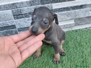 Pinscher Miniatura perros Pincher blue - Anuncio 4
