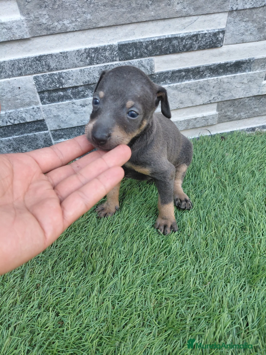 Pinscher Miniatura perros en venta: Pincher blue - Anuncio 1